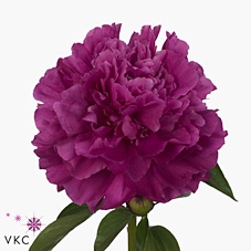 <h4>Paeonia paul m wild</h4>