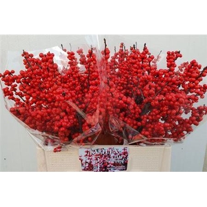 Ilex Ve Rode Bes Extra