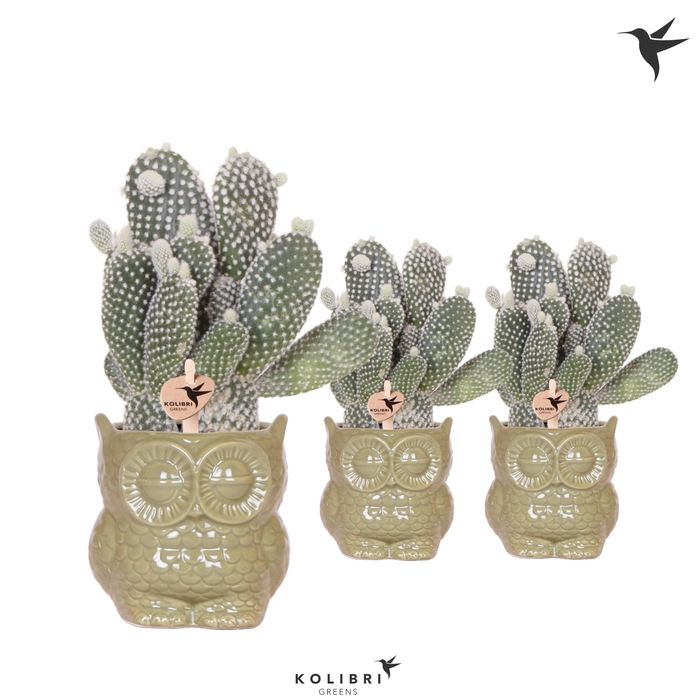 <h4>Opuntia Microdasys Albispina Keramiek Owl Green</h4>