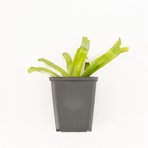 Vallisneria gigantea p9 in beker