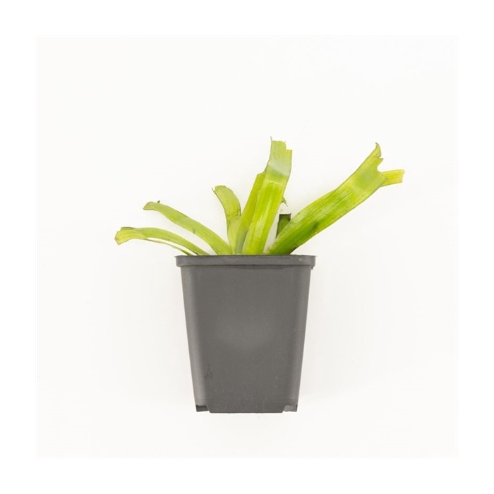 <h4>Vallisneria gigantea p9 in beker</h4>