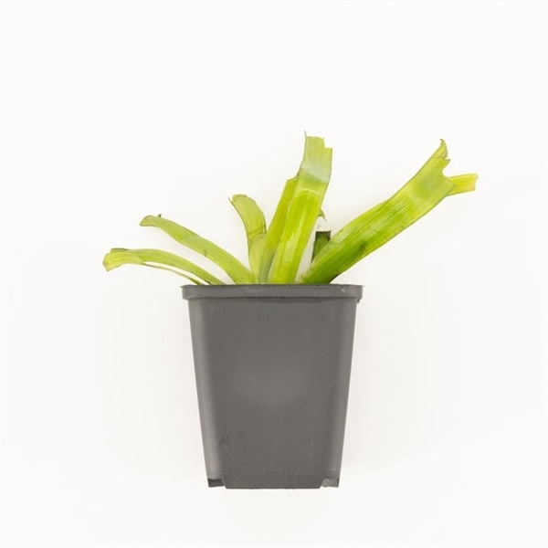 Vallisneria gigantea p9 in beker