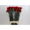 Dianthus St Don Pedro