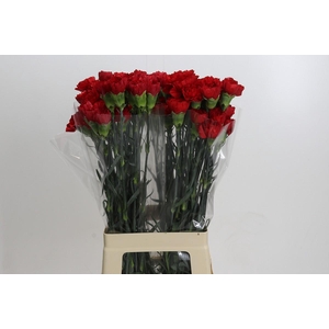 Dianthus St Don Pedro