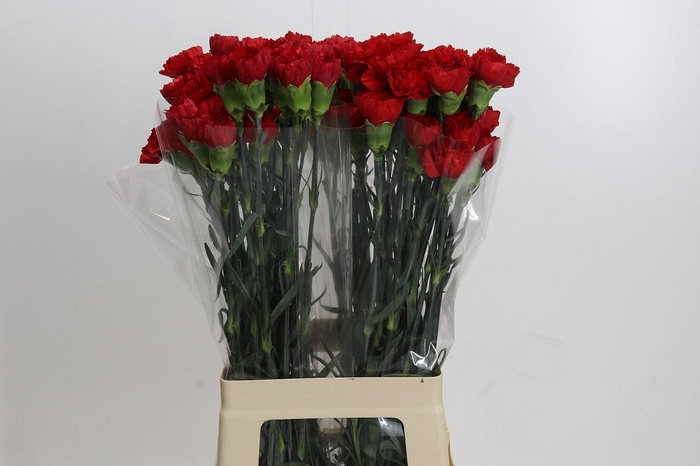 <h4>Dianthus St Don Pedro</h4>
