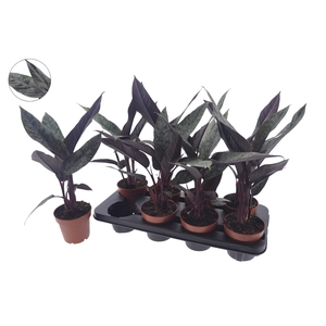 APOB ACUMINATISSIMA