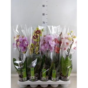 Phalaenopsis   ...mix  7