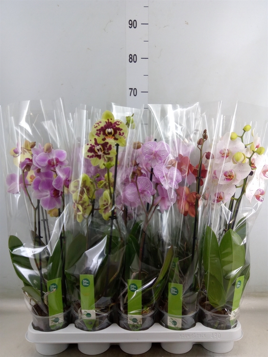 <h4>Phalaenopsis   ...mix  7</h4>