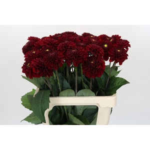 Dahlia Red Fox