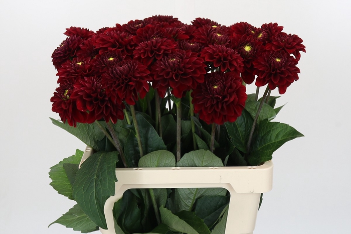 <h4>Dahlia Red Fox</h4>