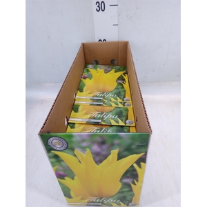 Tulipa   ...flowerbulbs