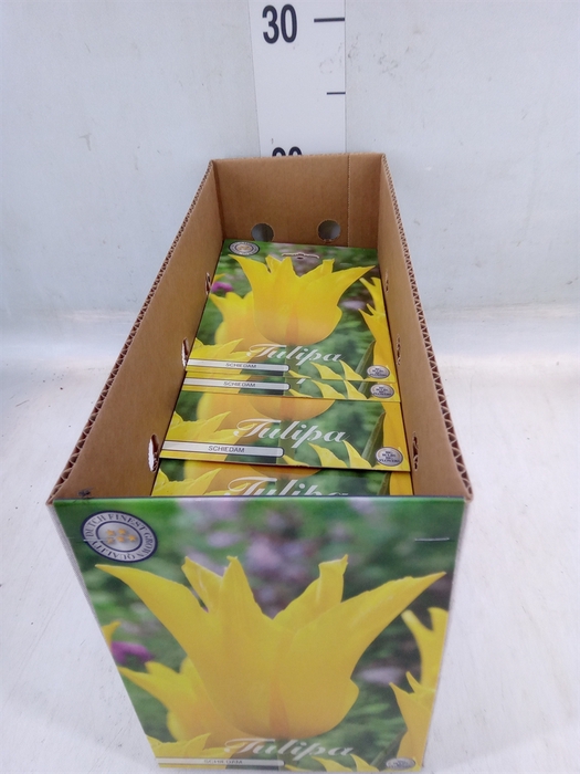 <h4>Tulipa   ...flowerbulbs</h4>