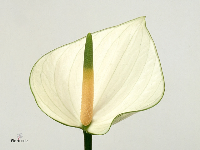 Anthurium Snowy