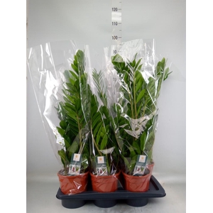 Zamioculcas zamiifolia