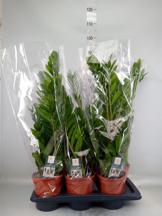 <h4>Zamioculcas zamiifolia</h4>
