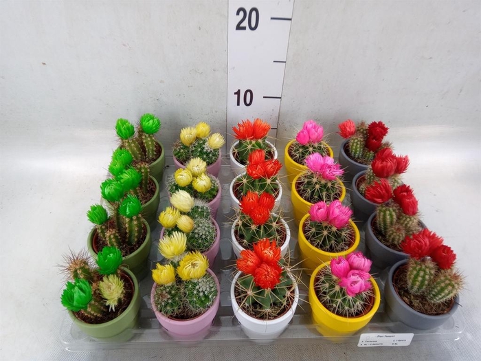 <h4>Cactus   ...decorated</h4>