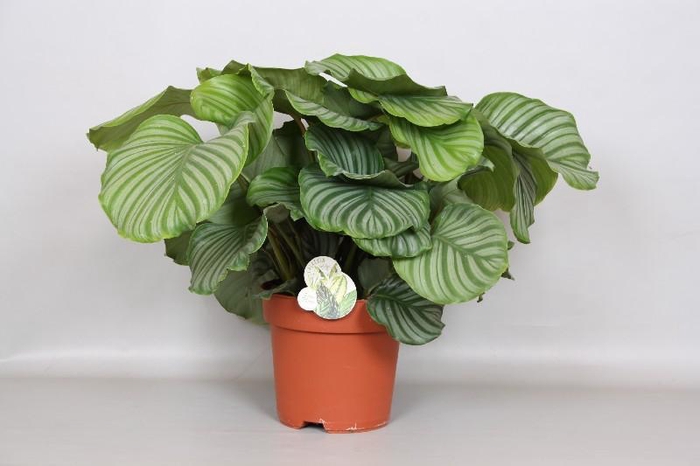 <h4>Calathea Orbifolia</h4>