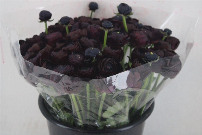 <h4>Ran Cloni Ex Nerone</h4>