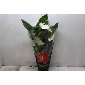 ANTHURIUM ALASKA P17 PREMIUM