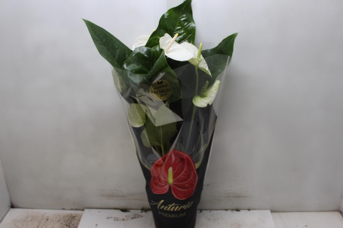 <h4>ANTHURIUM ALASKA P17 PREMIUM</h4>