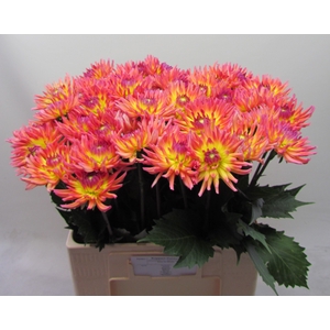 Dahlia Karma Sangria Koppert