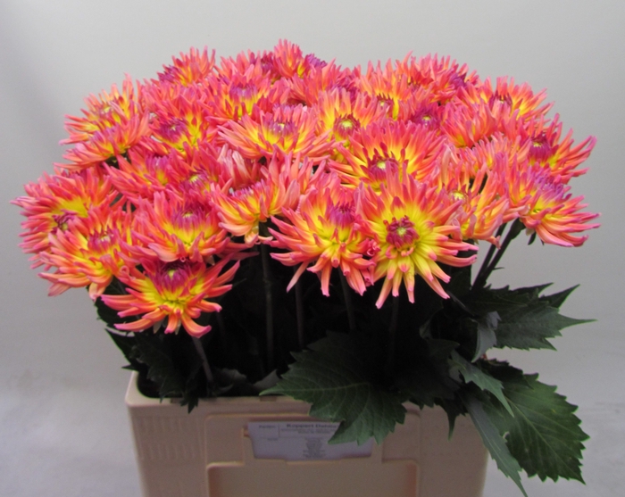 <h4>Dahlia Karma Sangria Koppert</h4>
