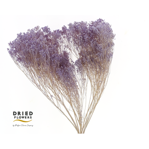 Dried Bleached Broom Bloom Milka