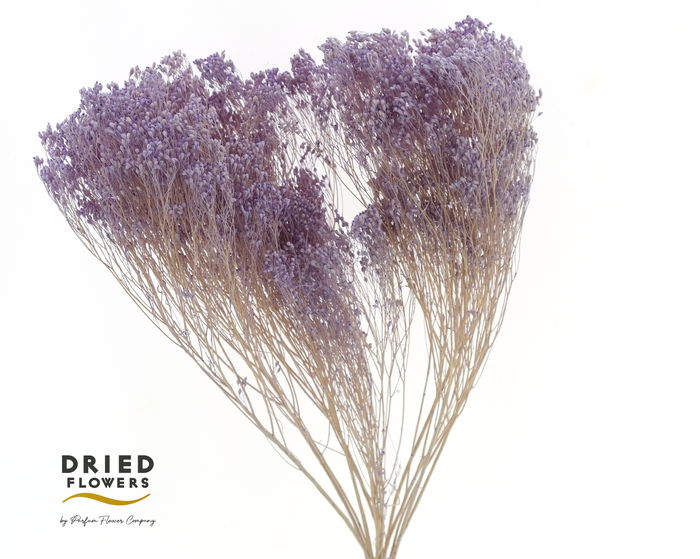 <h4>Dried Bleached Broom Bloom Milka</h4>