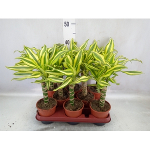 Dracaena frag. 'Yellow Coast'