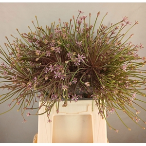 ALLIUM SCHUBERTII
