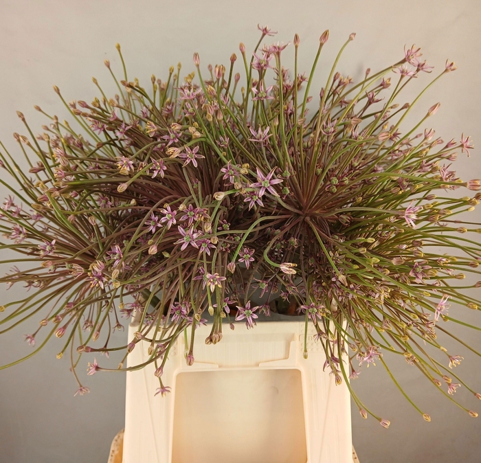 <h4>ALLIUM SCHUBERTII</h4>