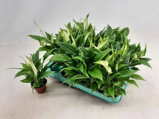 <h4>SPATH CHOPIN</h4>