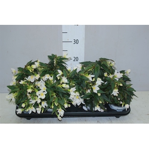 Begonia Beauvilia White