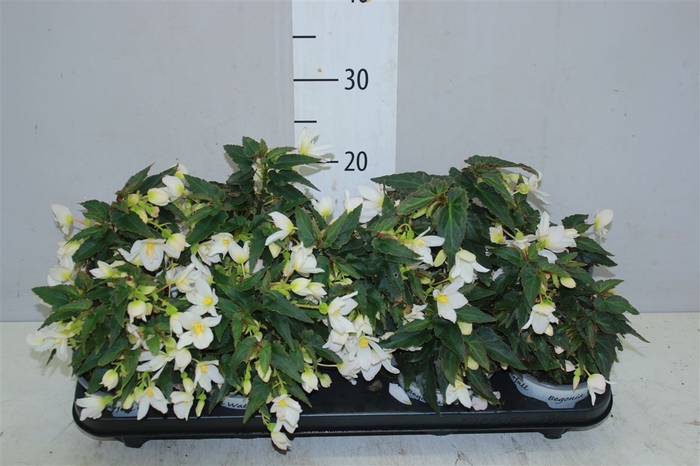 <h4>Begonia Beauvilia White</h4>