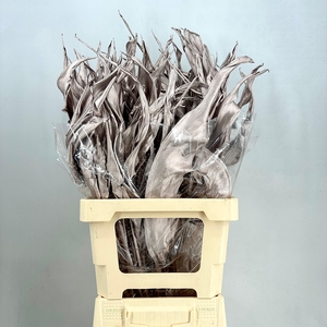Dried leaf strelitzia luxury champagne