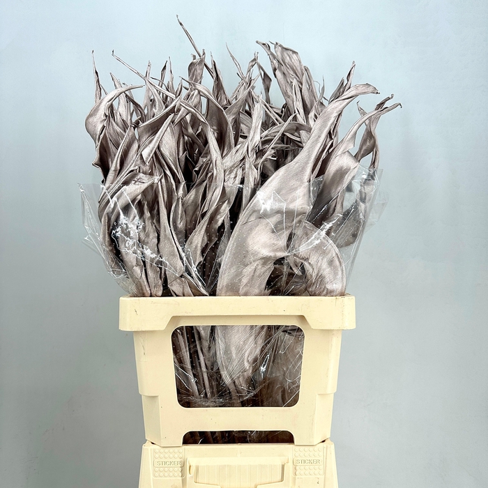 <h4>Dried leaf strelitzia luxury champagne</h4>