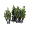 Picea Gl Conica