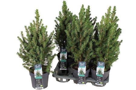 Picea Gl Conica