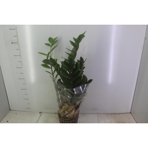 ZAMIOCULCAS P17