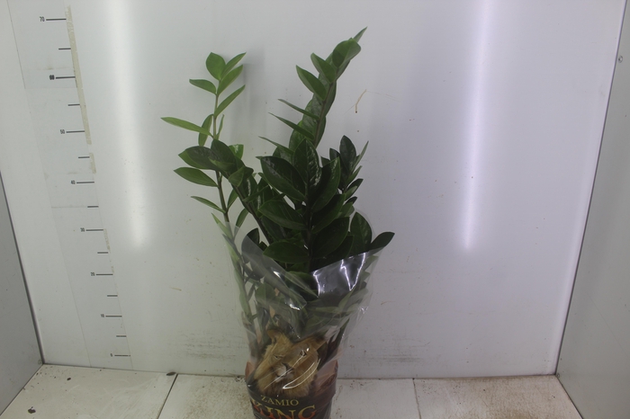 ZAMIOCULCAS P17
