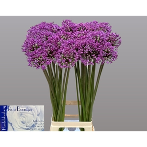ALLIUM STATOS