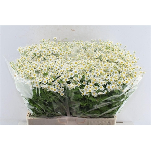 Tanacetum Single Vegmo