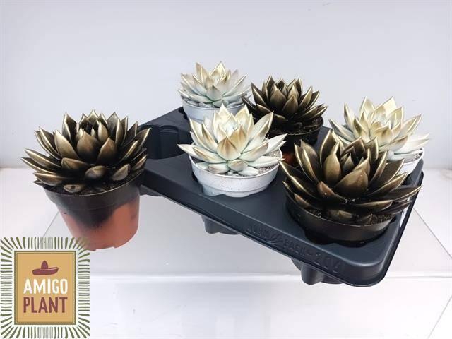 <h4>ECHEV MIRANDA</h4>