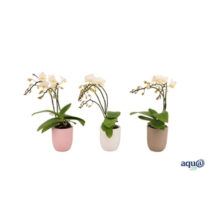 Hugo Hotel Mix Tiny Dolls Wild 3/4T18+ Aqu@