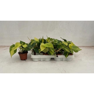 PHIL SCANDENS BRASIL