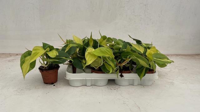 <h4>PHIL SCANDENS BRASIL</h4>