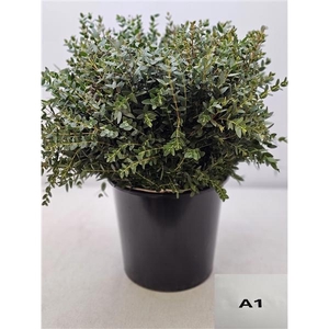 EUC PARVIFOLIA PB