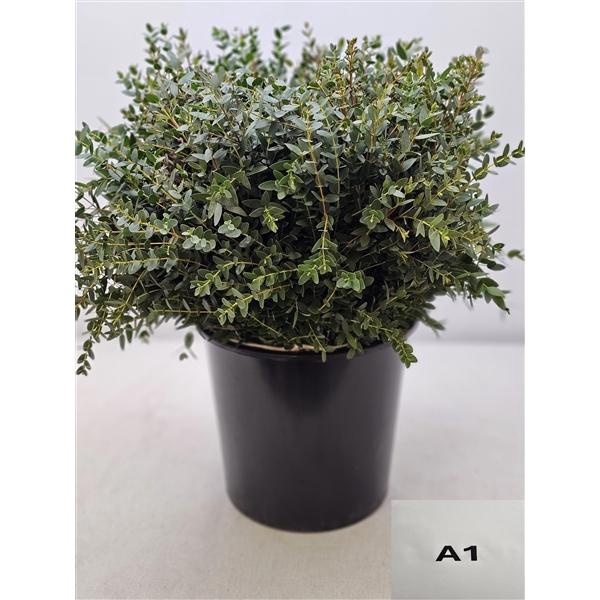 <h4>EUC PARVIFOLIA PB</h4>