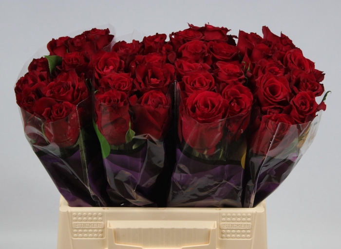 <h4>R GR EVER RED</h4>