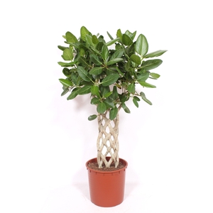 Ficus Benghalensis